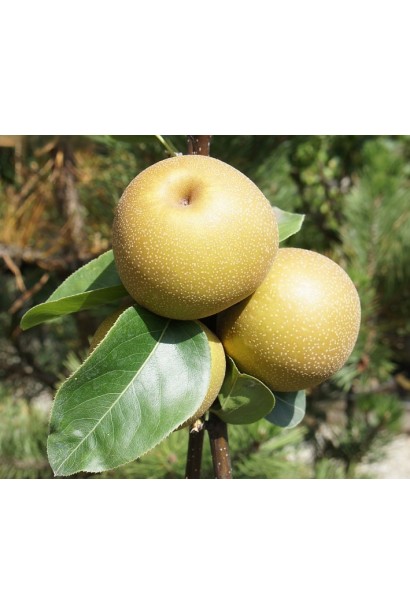 Груша азійська ‘Секуї’ 